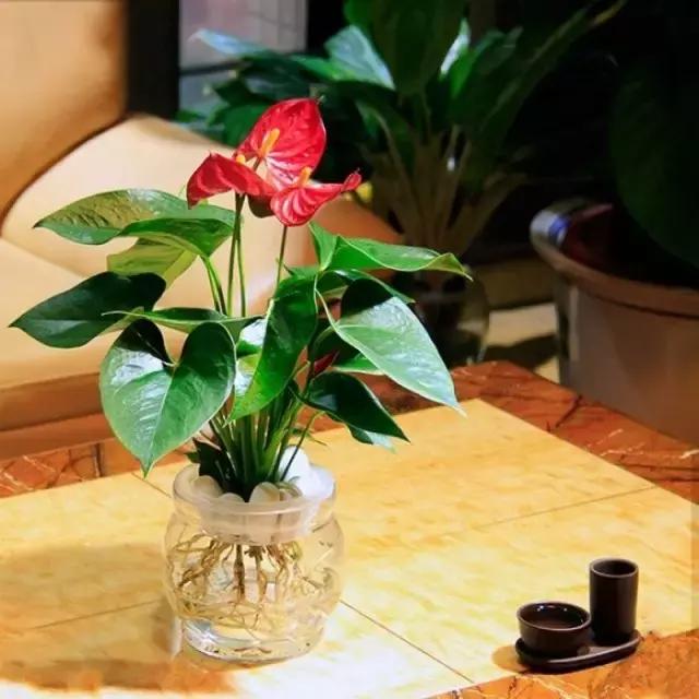 花卉摆放位置有讲究,风水上可以招财的花卉植物