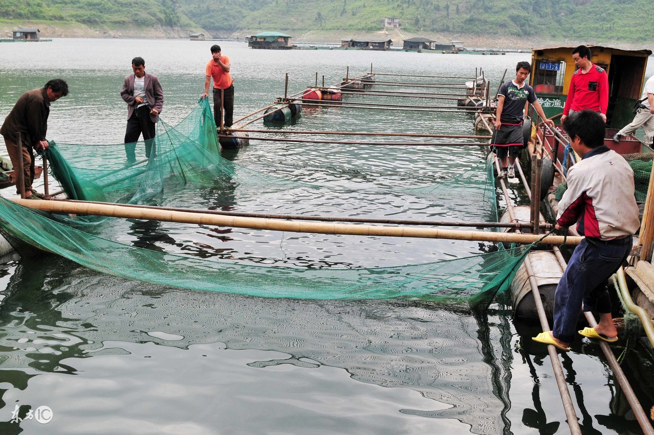 池塘养鱼怎么防止鱼病,池塘养鱼怎样防治虫害