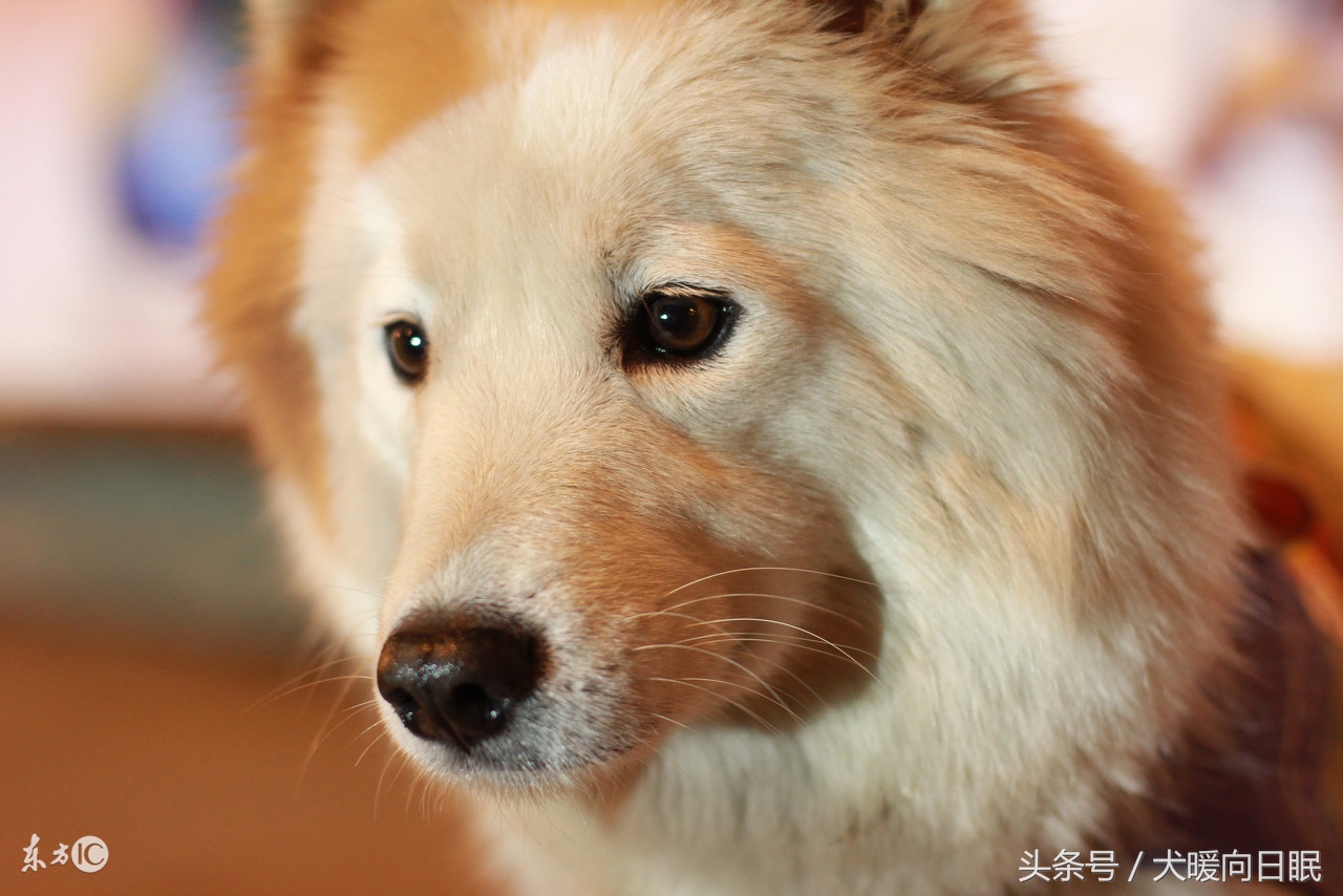 铲屎官比较想知道的狗狗问题,作为一个铲屎官你有这样的想法吗