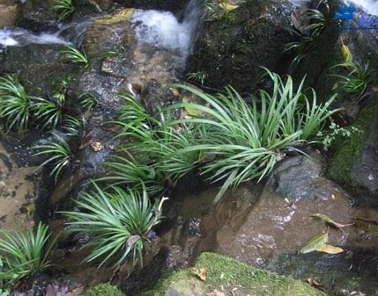 农村小溪边的石菖蒲,野外小溪边石菖蒲能用作种苗吗