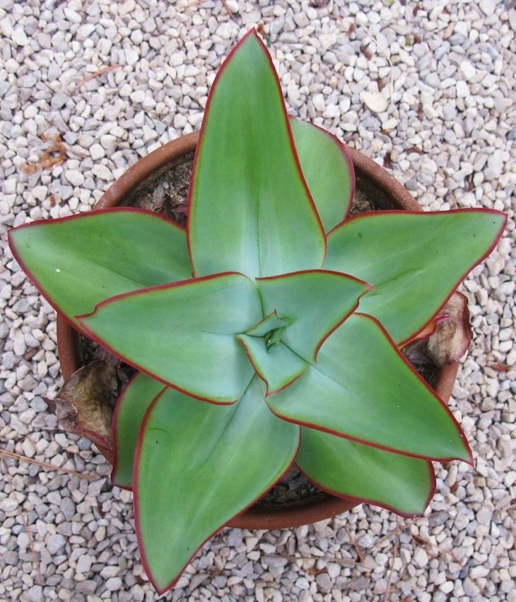 肉肉叶片上的黑点是什么,肉肉掉下的叶片怎么栽培