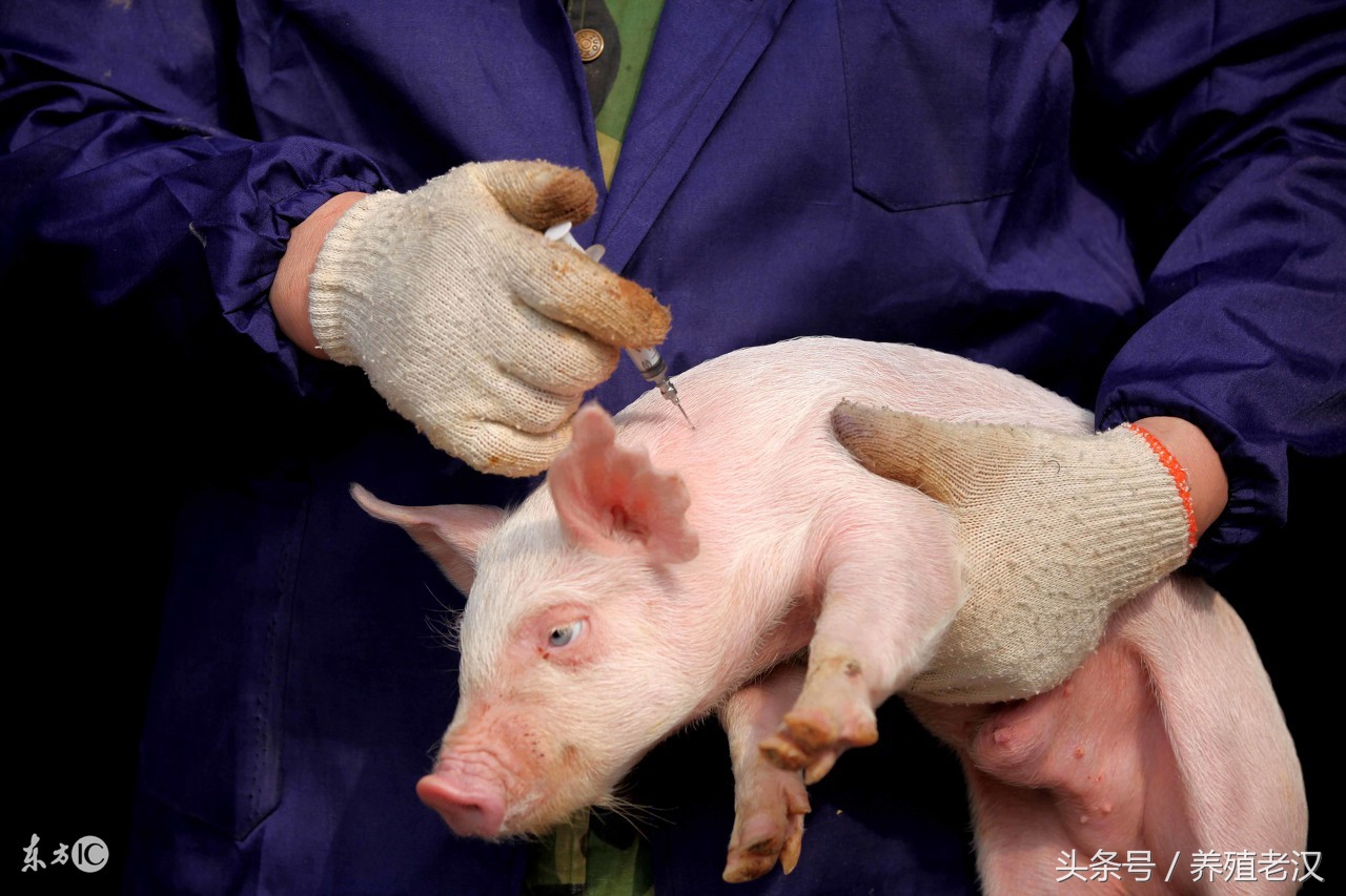 猪反复咳嗽喘怎样才能快速治好,猪气喘反复原因