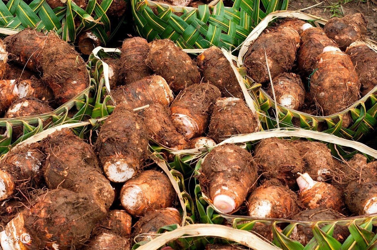 农村常见,城里人却没怎么吃过的芋头,却能治好顽固牛皮癣