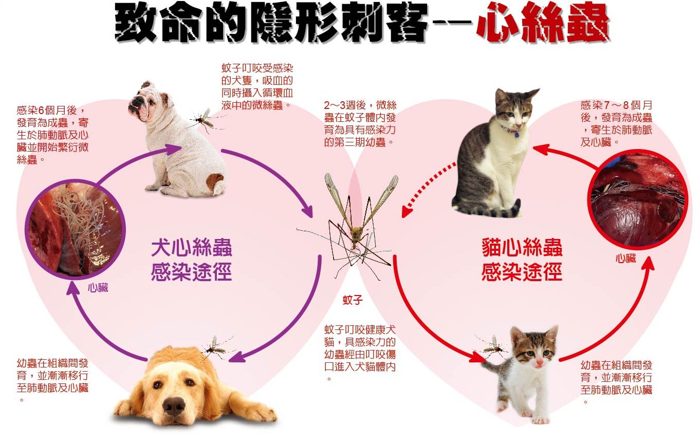 犬寄生虫病用什么药,犬心丝虫病怎么驱虫
