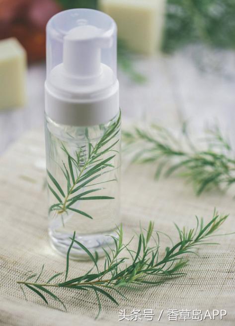 澳洲茶树的发展史,澳洲茶树是松树吗