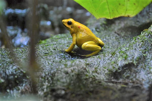 毒蛙能毒死10人吗,毒蛙怎么防止自己中毒