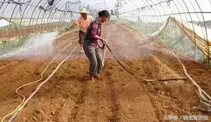 怎样防治蔬菜根结线虫病,阿维菌素防治根结线虫