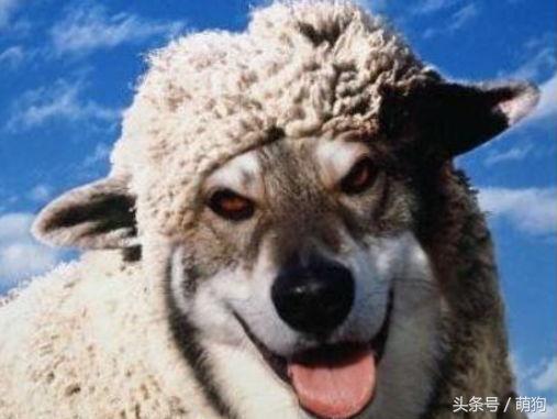 哈士奇的毛特别的长，被形容是只披了羊皮的狼