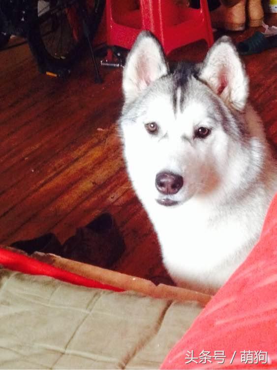 哈士奇的毛特别的长，被形容是只披了羊皮的狼