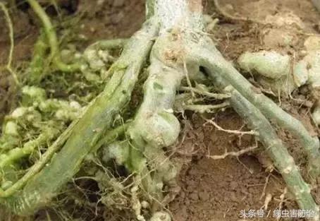 怎样防治蔬菜根结线虫病,阿维菌素防治根结线虫