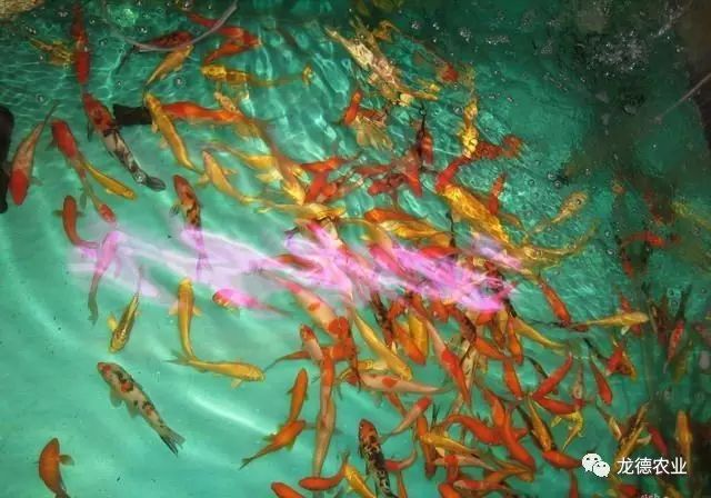 龙鱼吃的鱼叫什么,龙鱼吃个头差不多的鱼