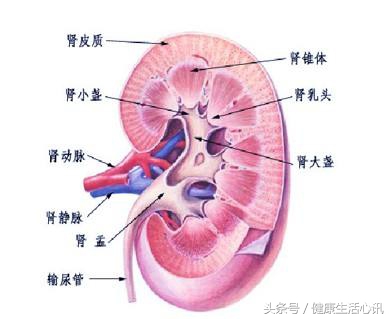 肾衰竭肾囊肿怎么治疗最好,肾衰竭和肾囊肿有什么区别