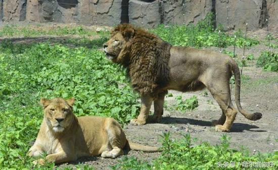 5月19号黑龙江有哪些景区免门票,黑龙江旅游日免门票景区