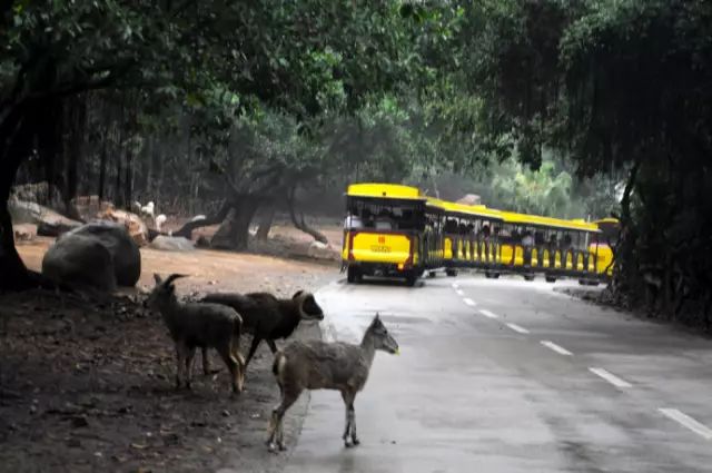 广州长隆野生动物园吃东西攻略,广州长隆野生动物园吃喝攻略
