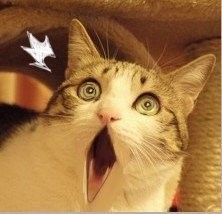 测评朵唯手机朵喵喵,朵唯l525手机好用吗