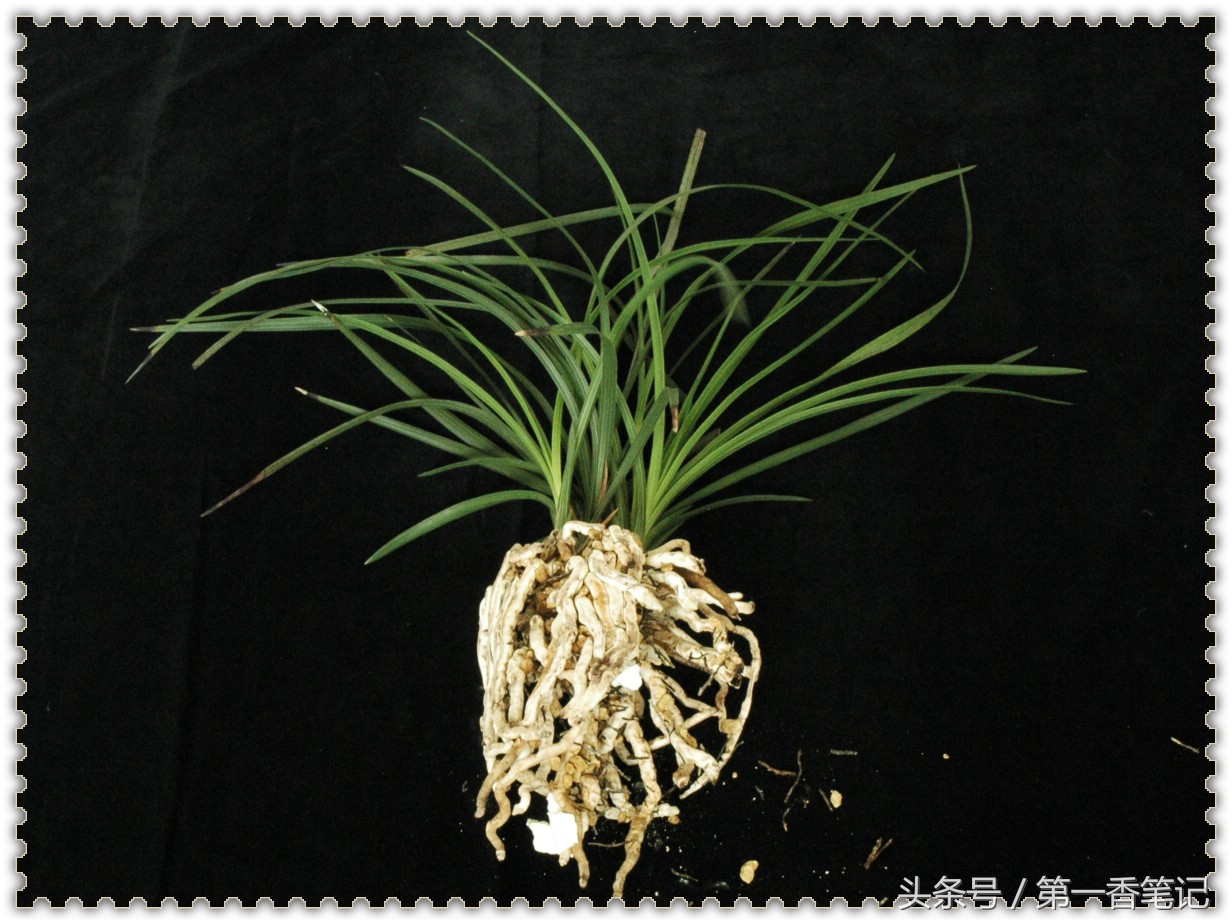 植金石与赤玉土养兰哪个好,珍珠岩和植金石哪个适合养兰