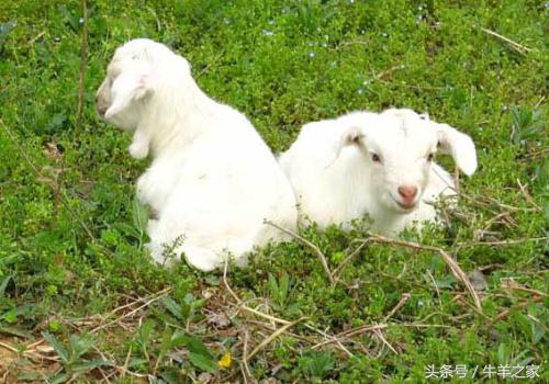 羔羊常见病防治,羔羊常见的传染病预防