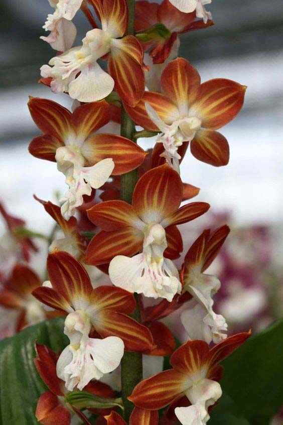 兰花寓意坚强象征着高洁傲骨之风,兰花代表怎样的高洁品质