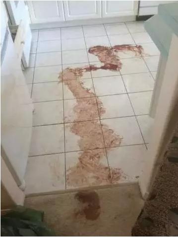 养狗别用扫地机器人,养狗狗用扫地机器人吗