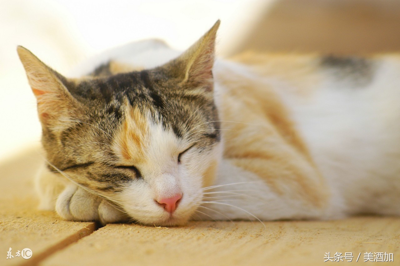 熬夜喝酒的人喝什么最好,经常熬夜的人喝什么茶好