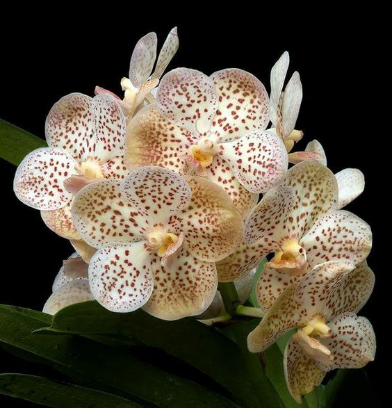 兰花寓意坚强象征着高洁傲骨之风,兰花代表怎样的高洁品质