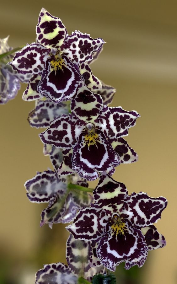 兰花寓意坚强象征着高洁傲骨之风,兰花代表怎样的高洁品质