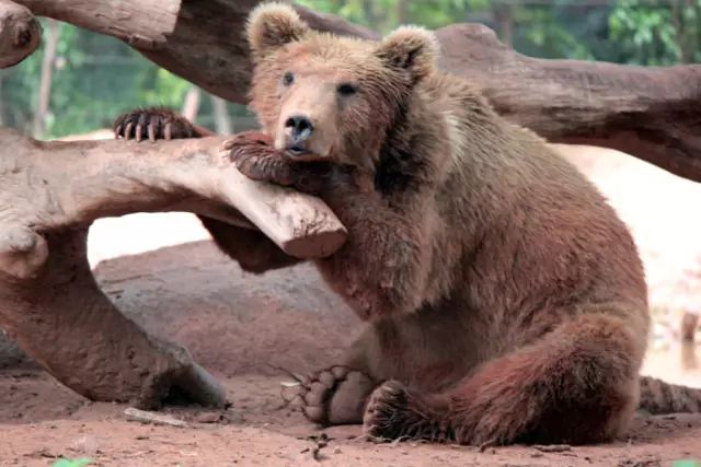 广州长隆野生动物园吃东西攻略,广州长隆野生动物园吃喝攻略