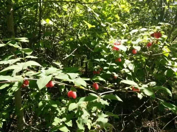 宁县子午岭简介,宁县子午岭图片