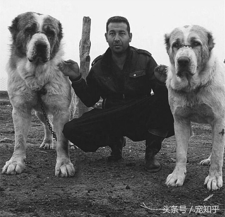 游牧战神无所畏惧——中亚牧羊犬的王道精神