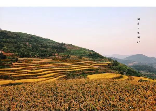 风吹稻浪黄金灿原创,风吹稻田金灿灿原文