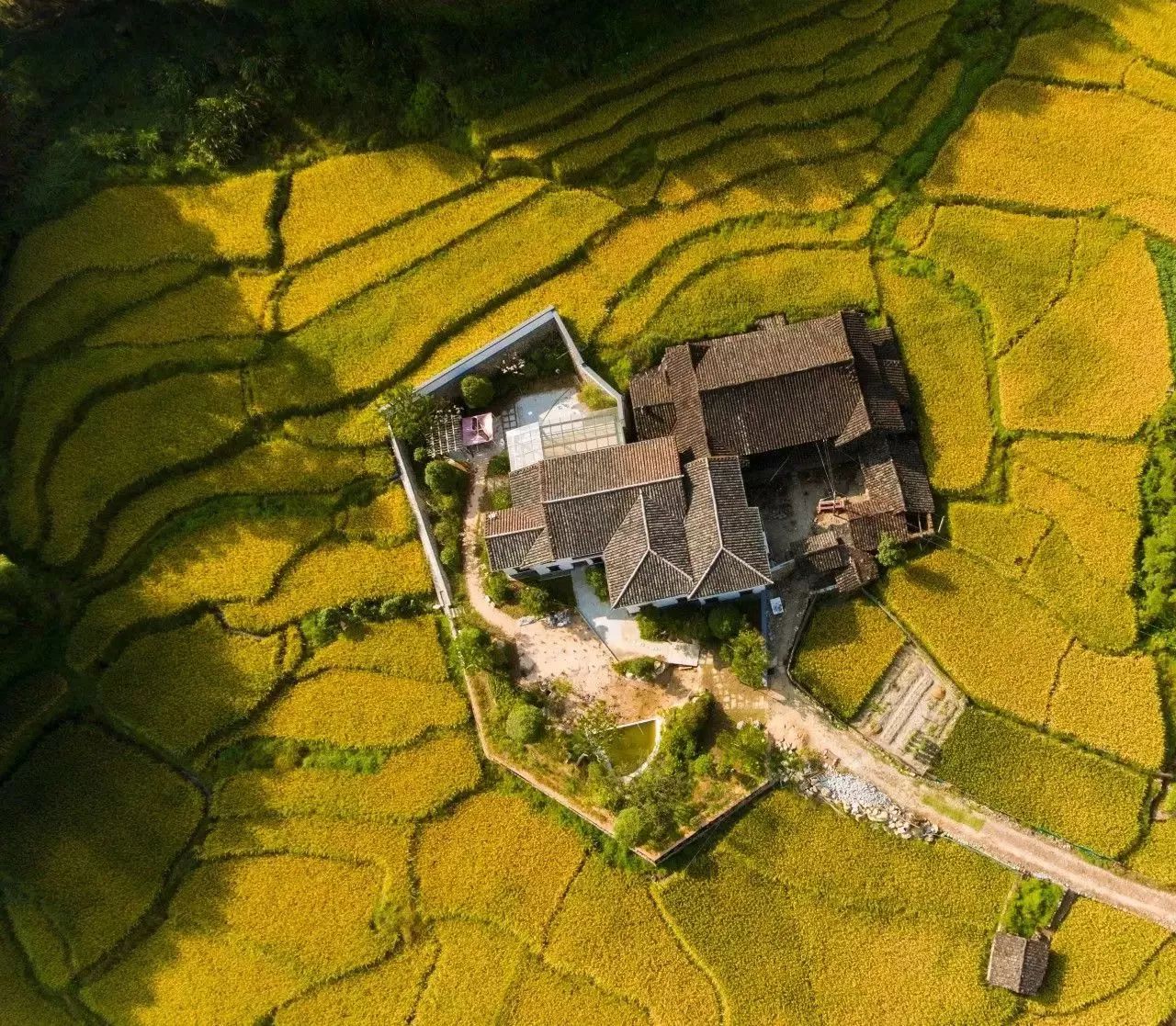 风吹稻浪黄金灿原创,风吹稻田金灿灿原文