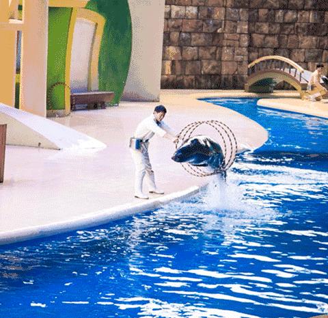 带娃广州长隆旅游攻略,广州珠海长隆攻略亲子游5天