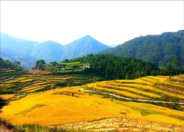 风吹稻浪黄金灿原创,风吹稻田金灿灿原文