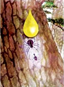 如何挑选琥珀蜜蜡,如何挑选琥珀手串