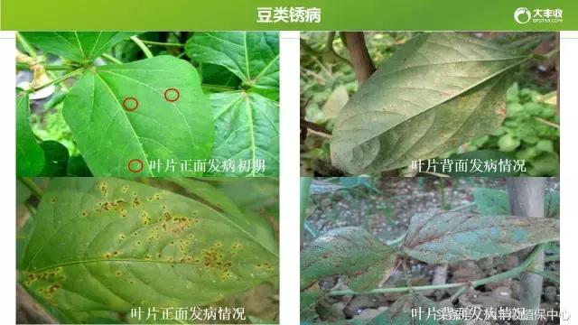 豆类容易得的病,荷兰豆类病害图解大全