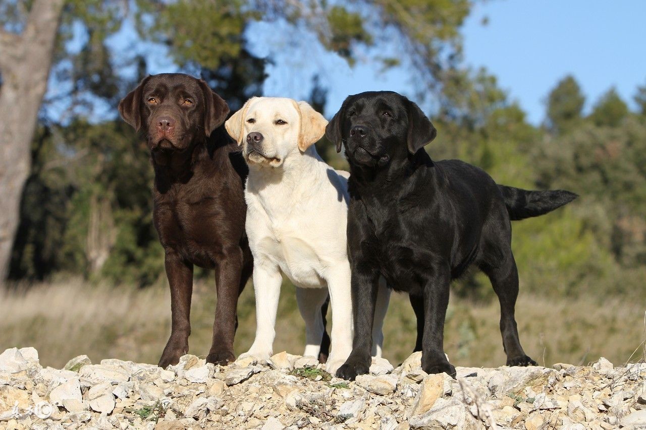拉布拉多寻回犬十大聪明犬排名,拉布拉多寻回犬的图片大全高清