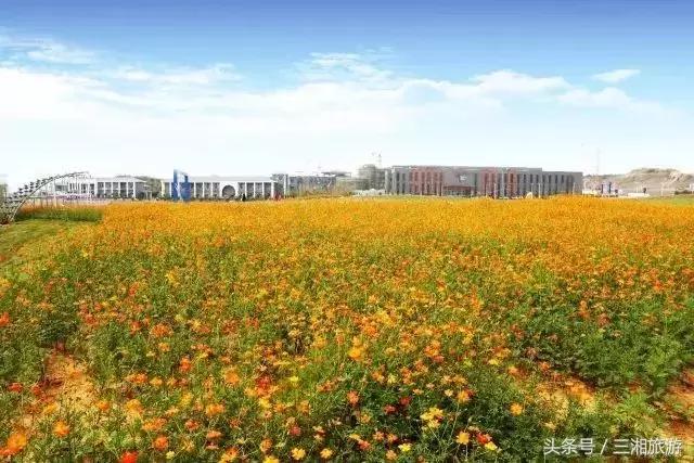 株洲哪里有花海可以看,株洲沿江风光带花海