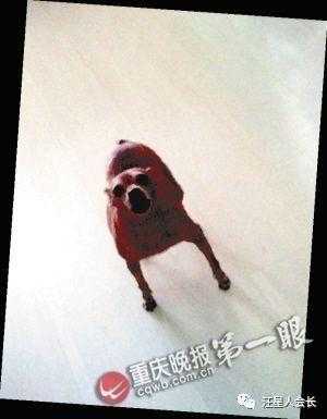 狗子记仇怎么表现,怎么对付记仇狗