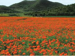 京郊采摘,秋天京郊采摘好去处