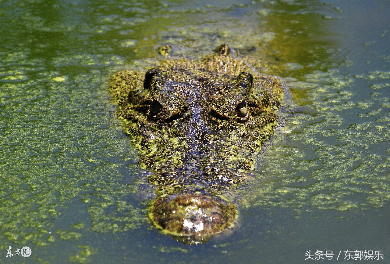能留住你的冷知识，一个人静悄悄的“优秀”