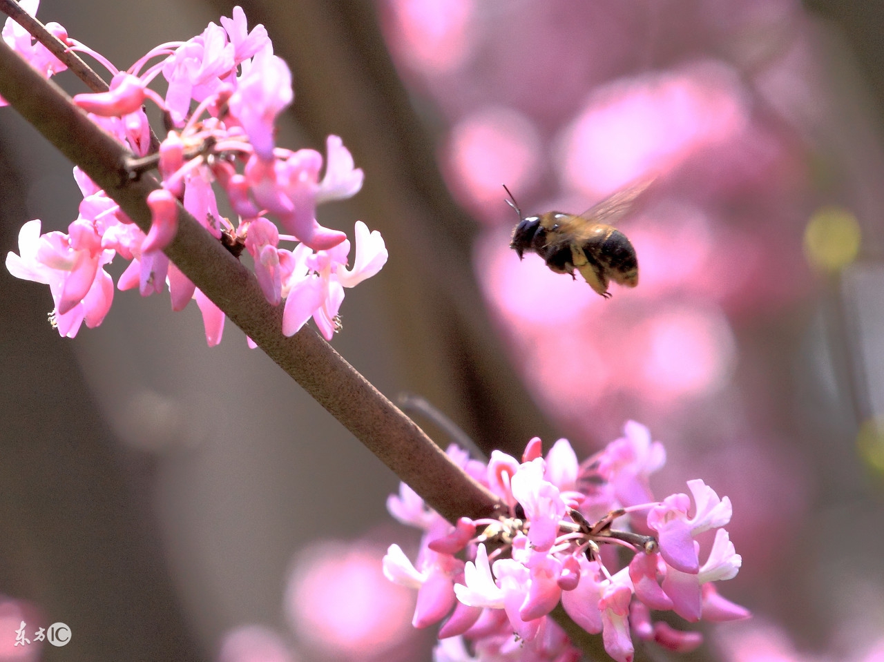 牙痛误食曼陀罗送医院急救洗胃水仙含羞草这些花是“毒美人”
