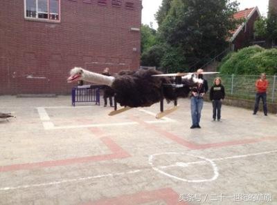 科学家养猫给猫做飞行器,有一个外国人把猫咪做成了无人机