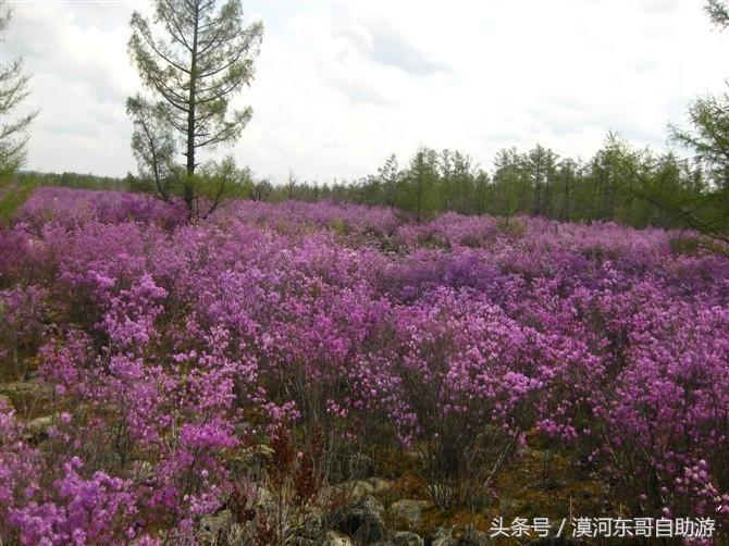 漠河景点大全漠河旅游包车攻略农家院旅游