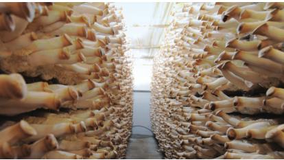 京郊采摘,秋天京郊采摘好去处