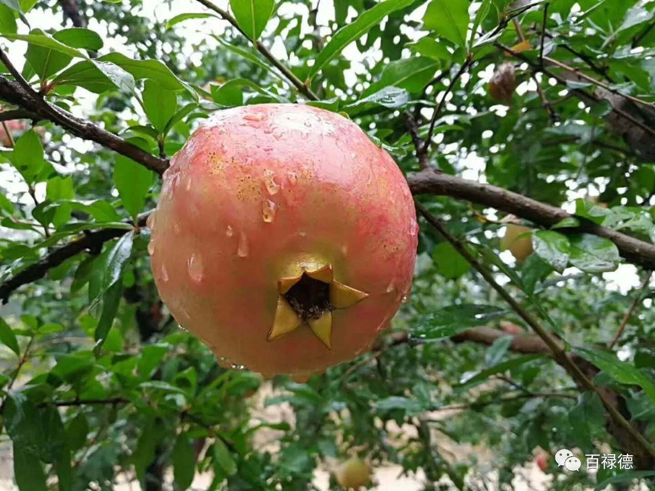 软籽石榴和硬籽石榴的区别是什么,软籽石榴和硬籽石榴有什么区别