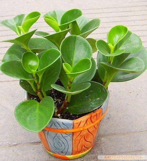 豆瓣绿叶子发黄怎么解决,豆瓣绿植浇水的正确方法