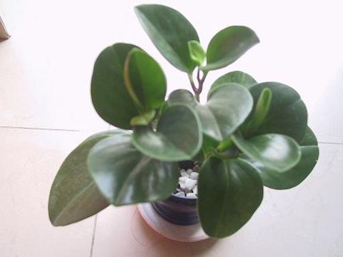 豆瓣绿叶子发黄怎么解决,豆瓣绿植浇水的正确方法