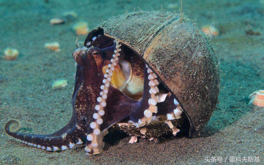 章鱼是低等生物为什么那么聪明,章鱼是海洋里智商最高的生物