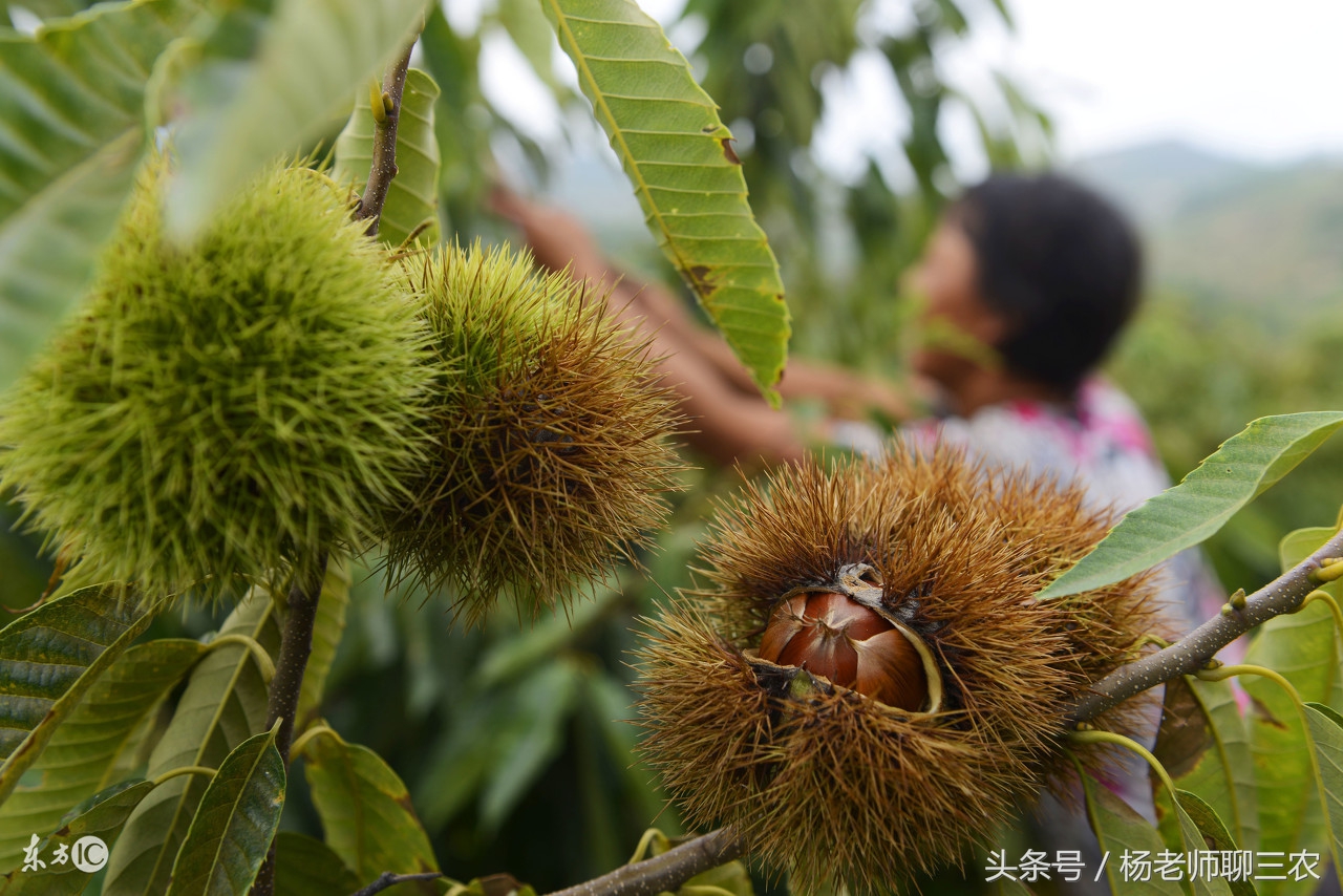 板栗收了以后该如何保存到过年,板栗每亩1000斤产量低不适合种植