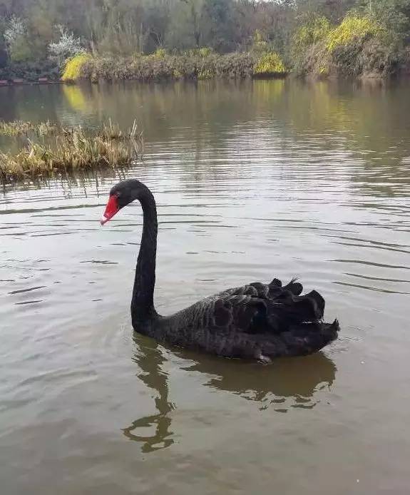 成都附近动物城,成都周边动物乐园